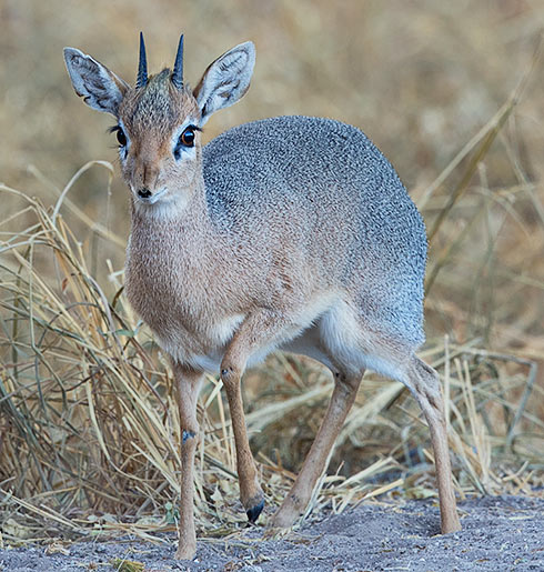 Damara Dikdik male